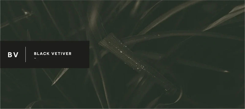 black vetiver