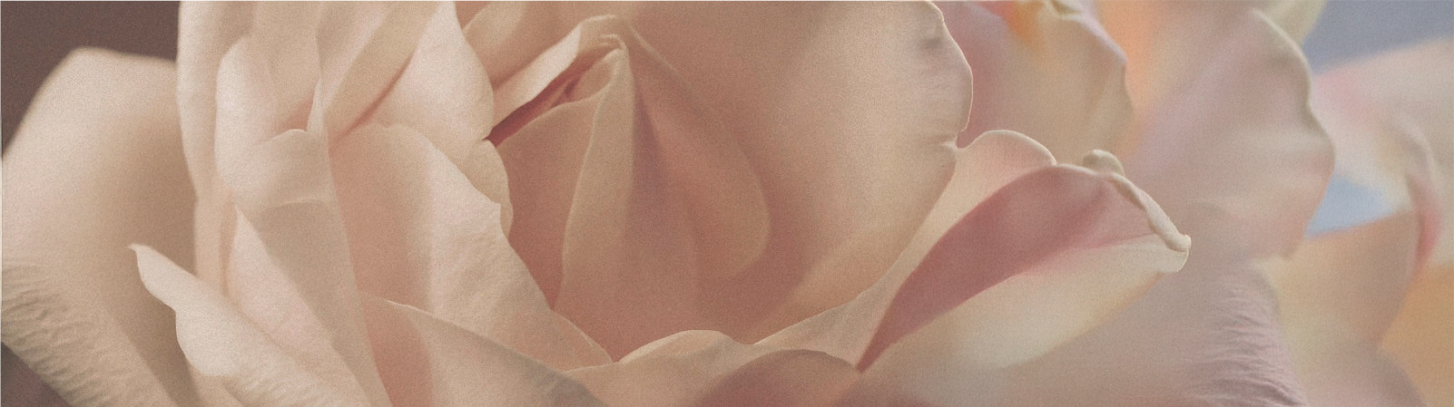Mandarin Rose